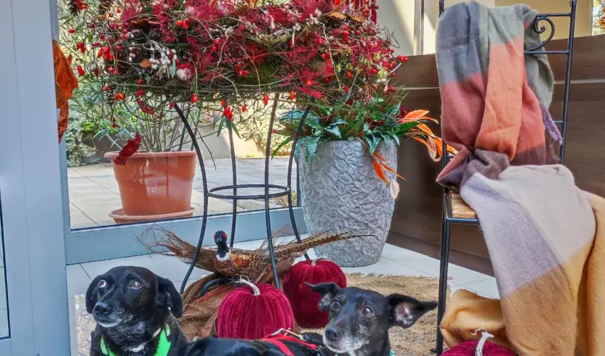 CE Plaza Hotel Sifok - VALENTIN HTVGE (min. 2 j)