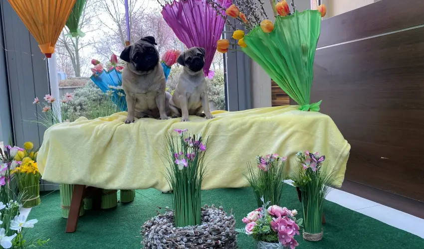 CE Plaza Hotel Sifok - VALENTIN HTVGE (min. 2 j)