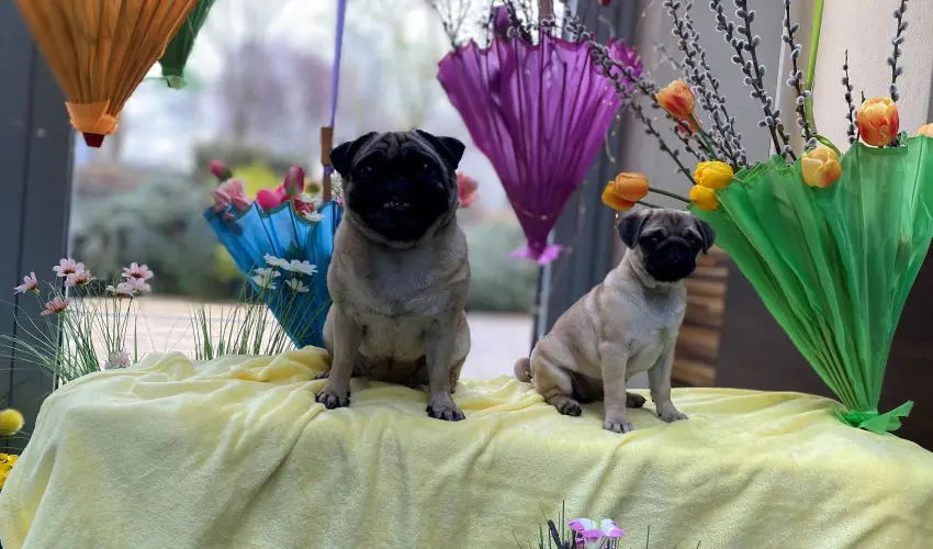 CE Plaza Hotel Sifok - VALENTIN HTVGE (min. 2 j)