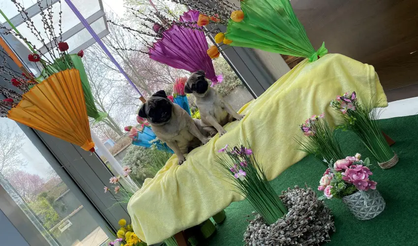 CE Plaza Hotel Sifok - VALENTIN HTVGE (min. 2 j)