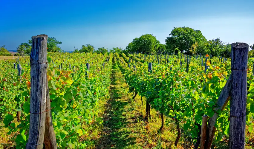 Fried Kast�ly Hotel Simontornya - Valentin h�tv�ge (min. 2 �j)